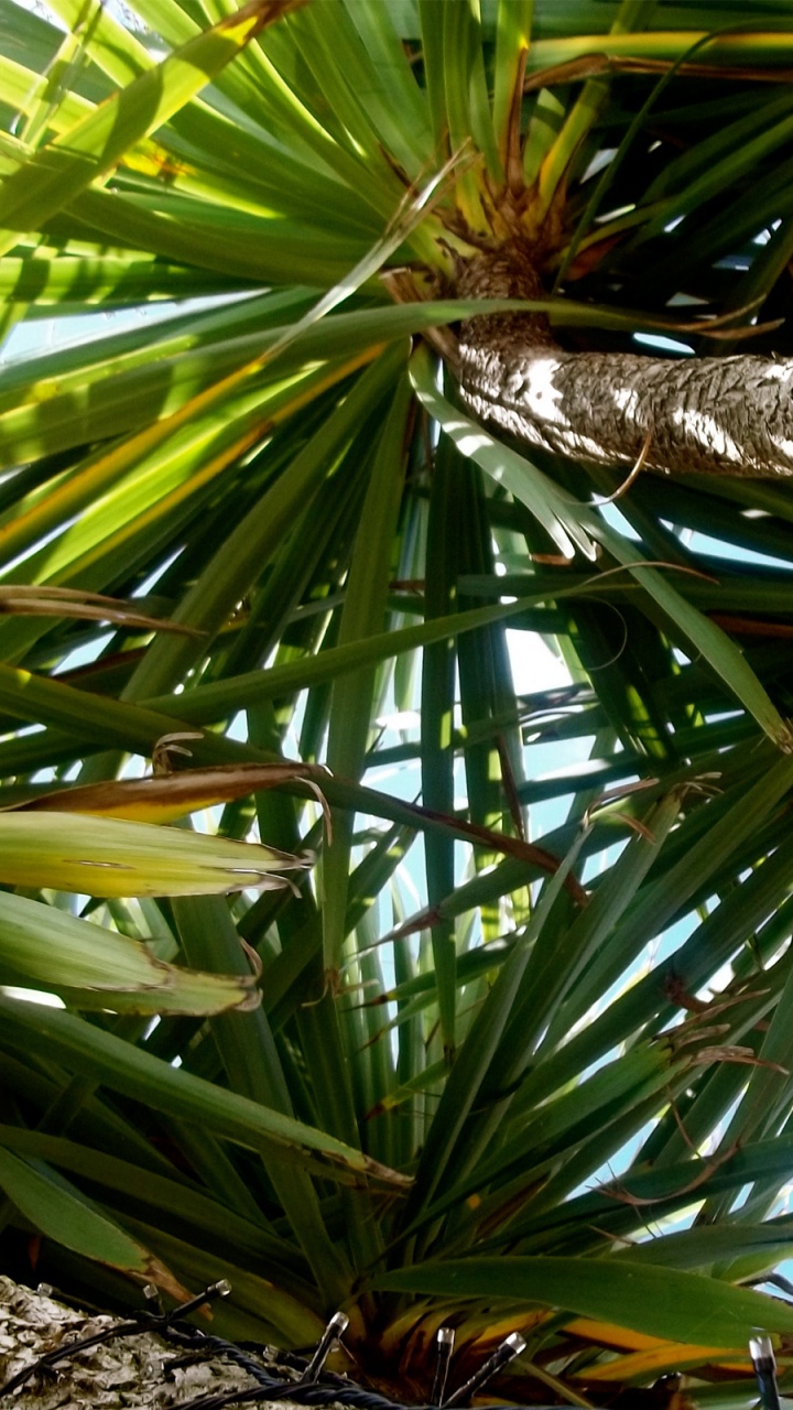Обои borassus flabellifer, растение, дерево, Пальма, вечнозеленое растение в разрешении 720x1280