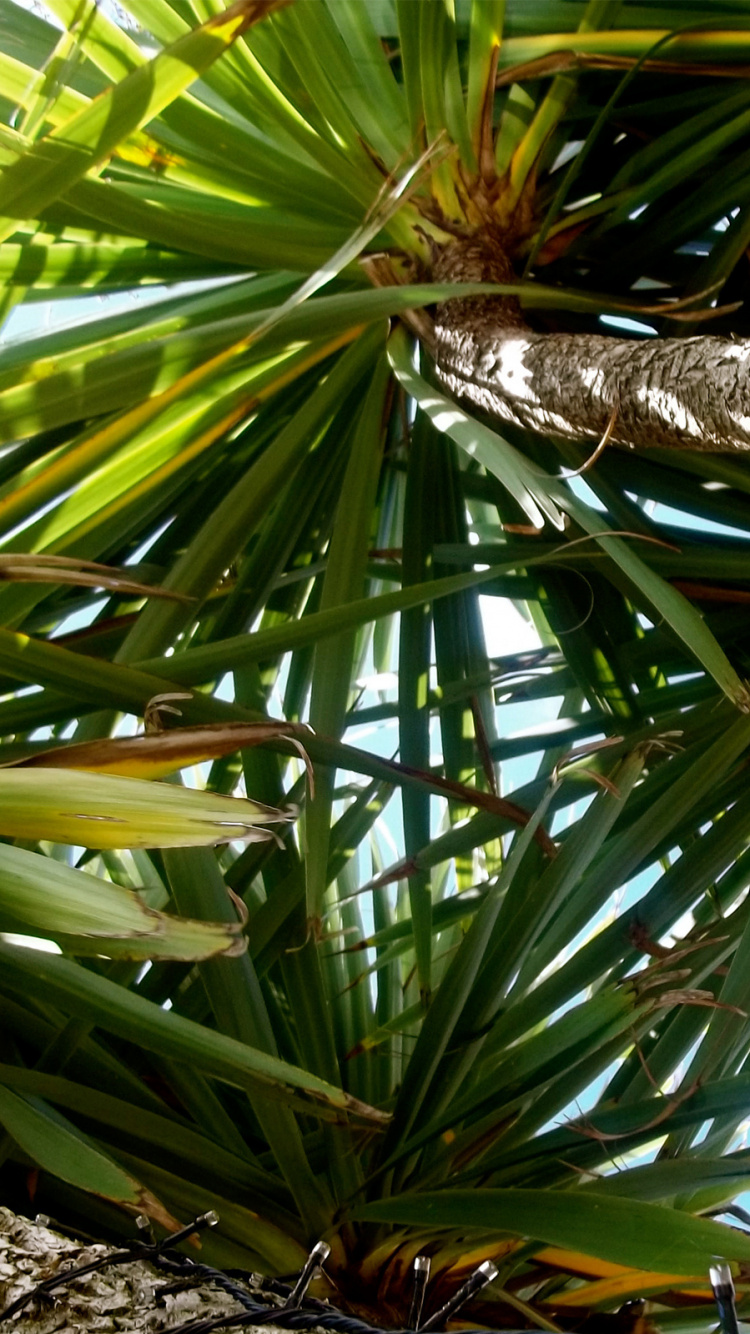 Обои borassus flabellifer, растение, дерево, Пальма, вечнозеленое растение в разрешении 750x1334