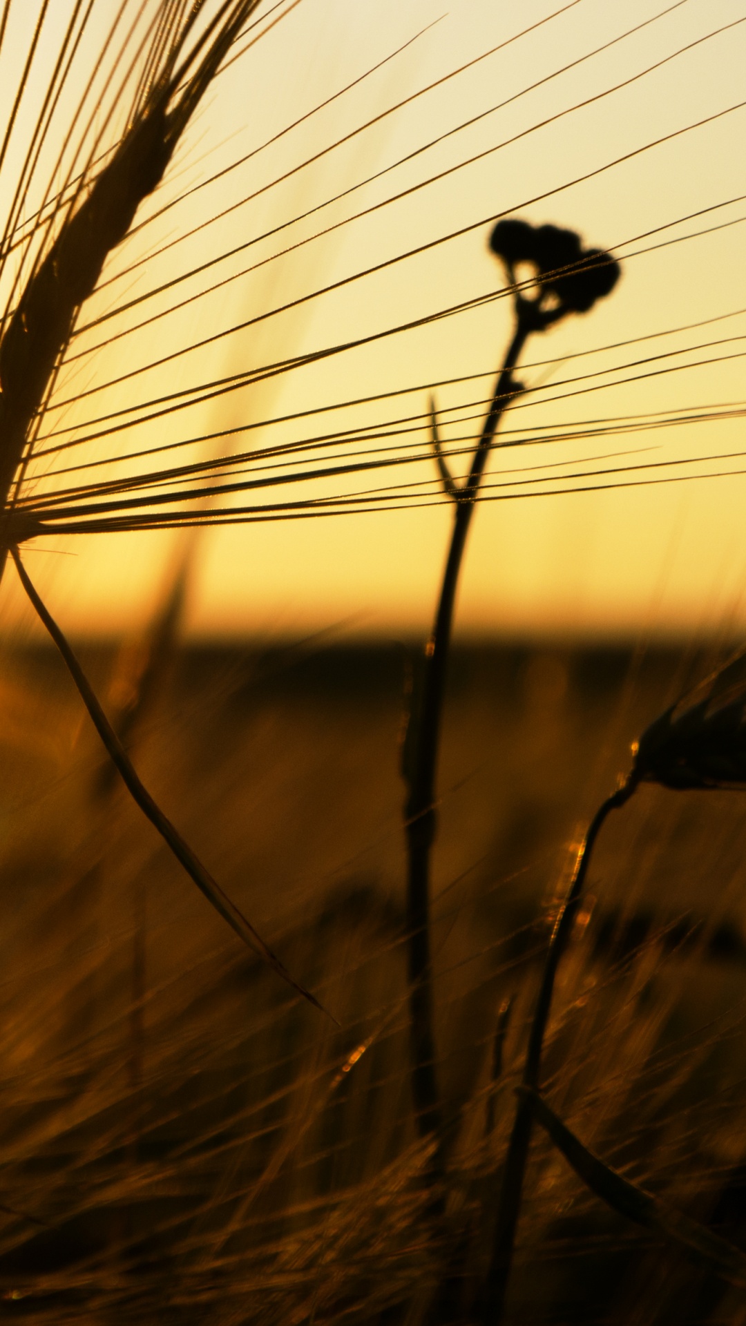 Обои солнце, солнечный свет, восход солнца, семейство травы, утро в разрешении 1080x1920
