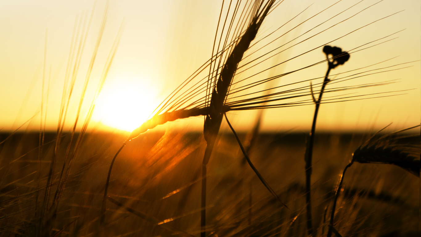Обои солнце, солнечный свет, восход солнца, семейство травы, утро в разрешении 1366x768