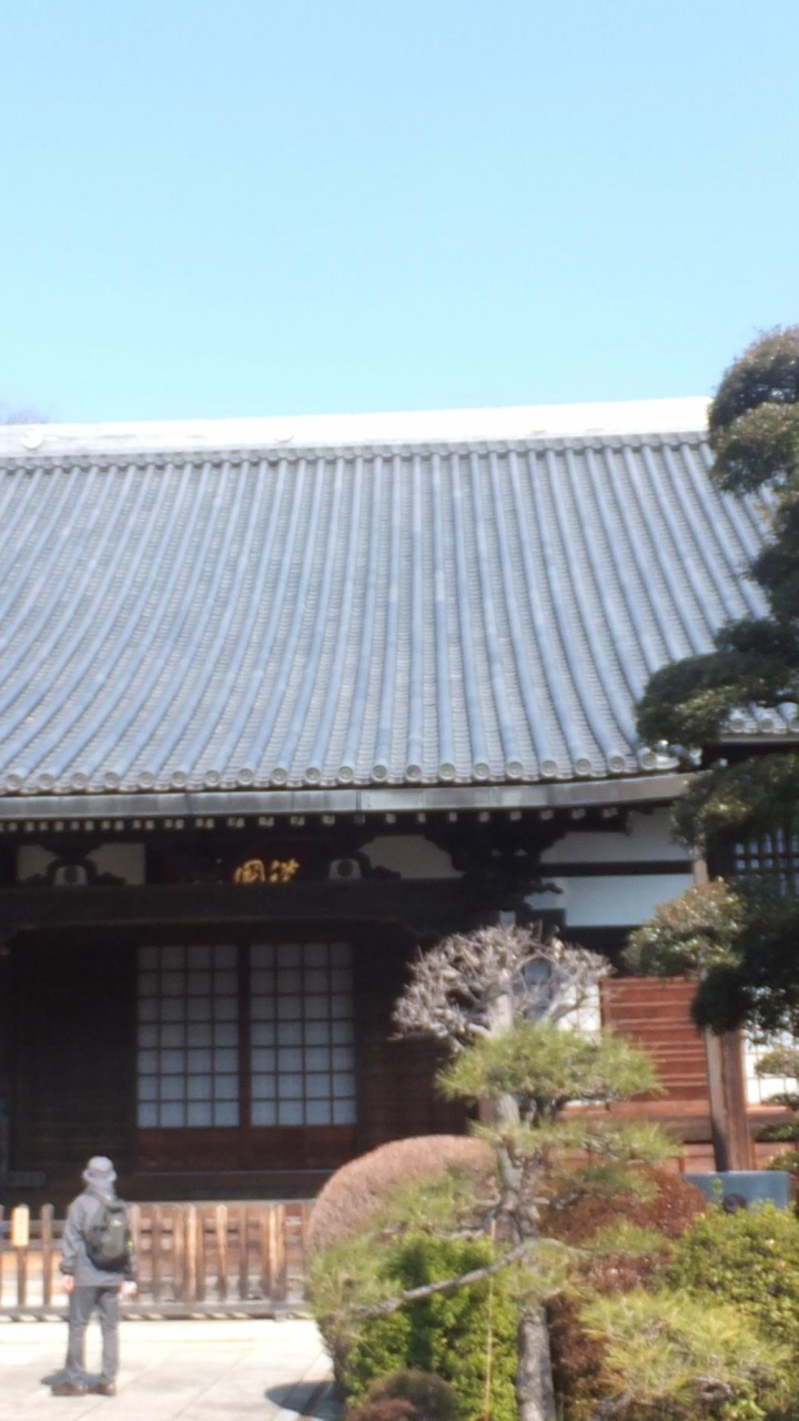 Обои дерево, Shogetsuin, достопримечательность, туризм, путешествие в разрешении 720x1280