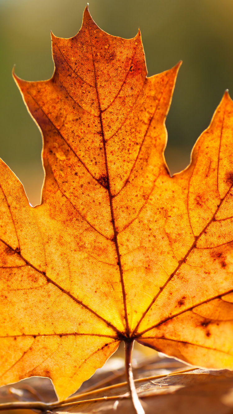 Обои лист, осень, кленовый лист, дерево, листопадные в разрешении 750x1334