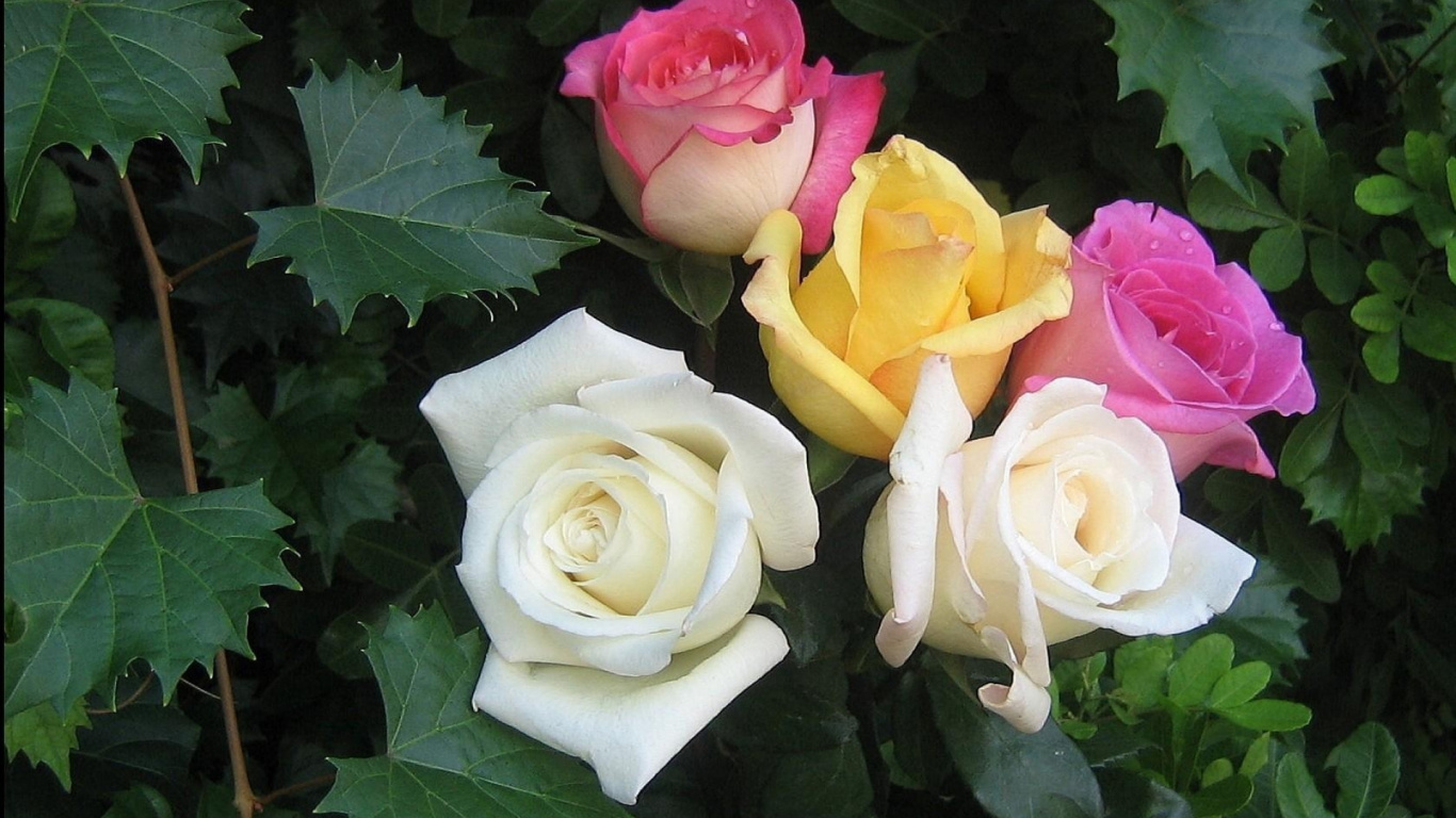 Обои цветковое растение, лепесток, флорибунда, семья Роуз, роза центифолия в разрешении 1366x768