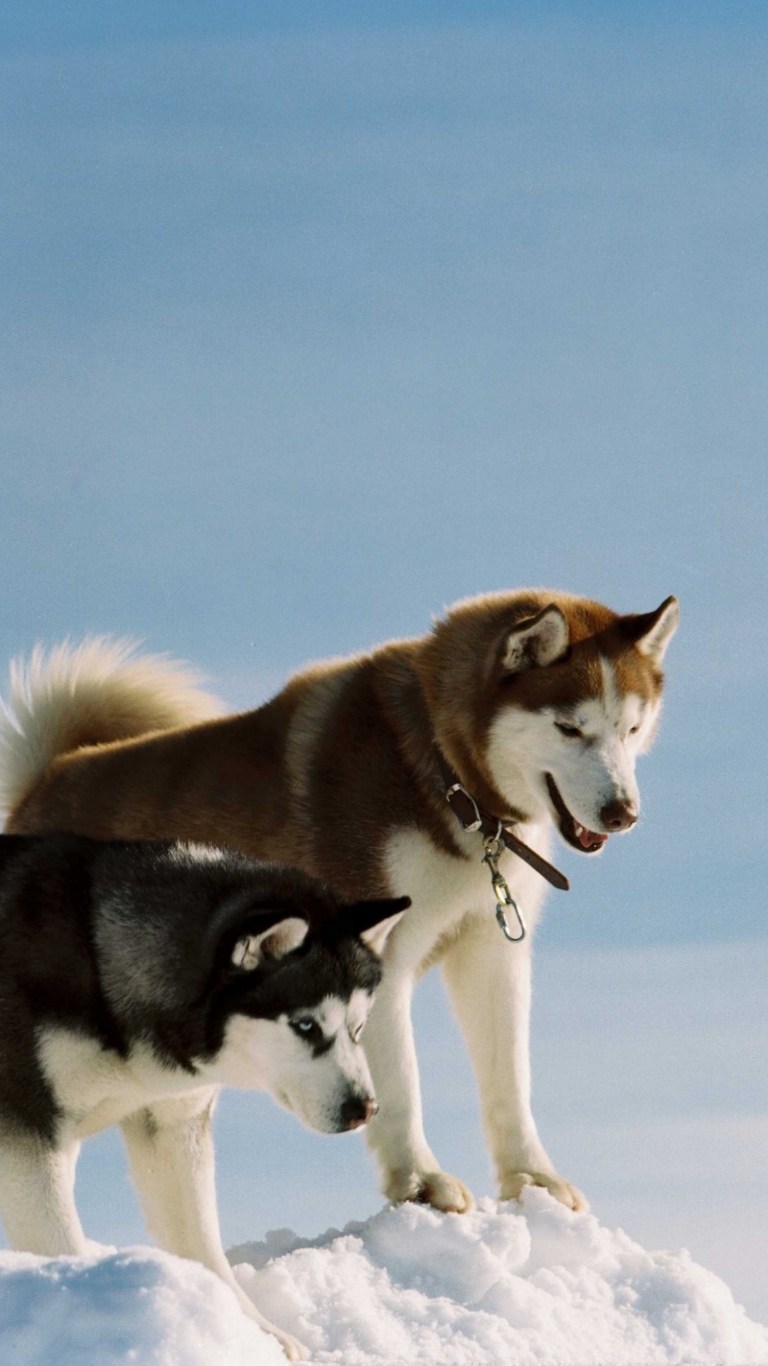 Обои Себирская Хаски, пес, гренландская собака, Сахалинская хаски, ездовая собака в разрешении 1080x1920