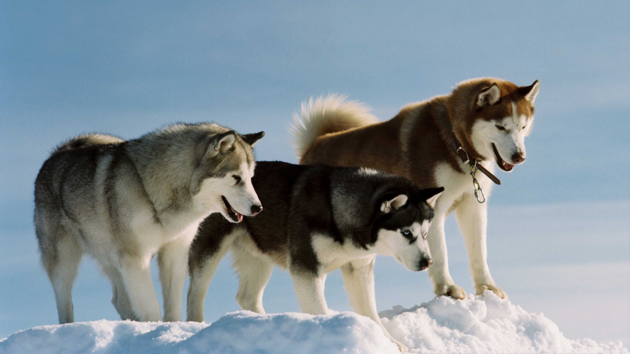 Обои Себирская Хаски, пес, гренландская собака, Сахалинская хаски, ездовая собака в разрешении 1280x720