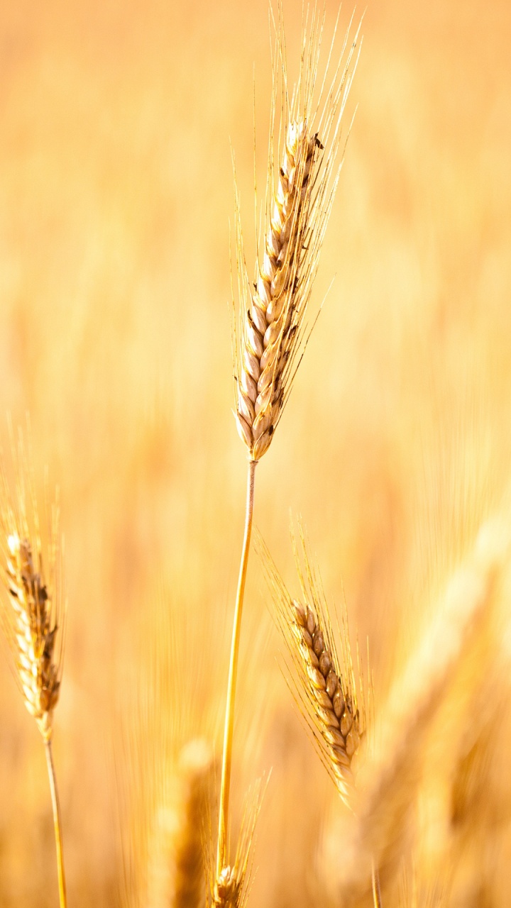 Обои зерно, рожь, продовольственное зерно, поле, ячмень в разрешении 720x1280