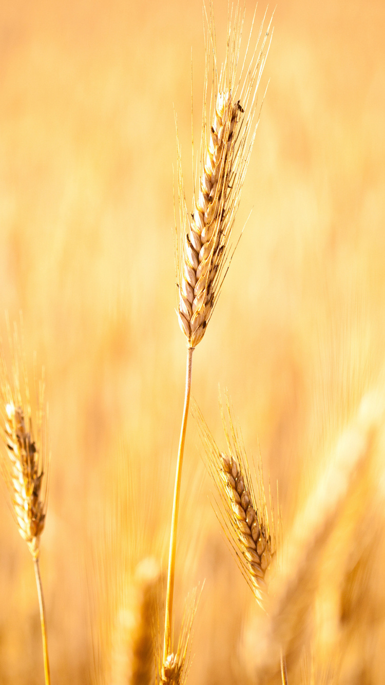 Обои зерно, рожь, продовольственное зерно, поле, ячмень в разрешении 750x1334