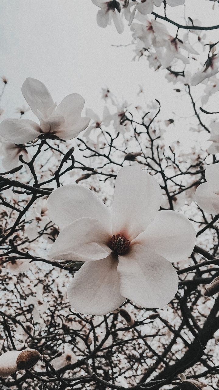 Обои Флора, цветение вишни, цветковое растение, цветок, белые в разрешении 720x1280