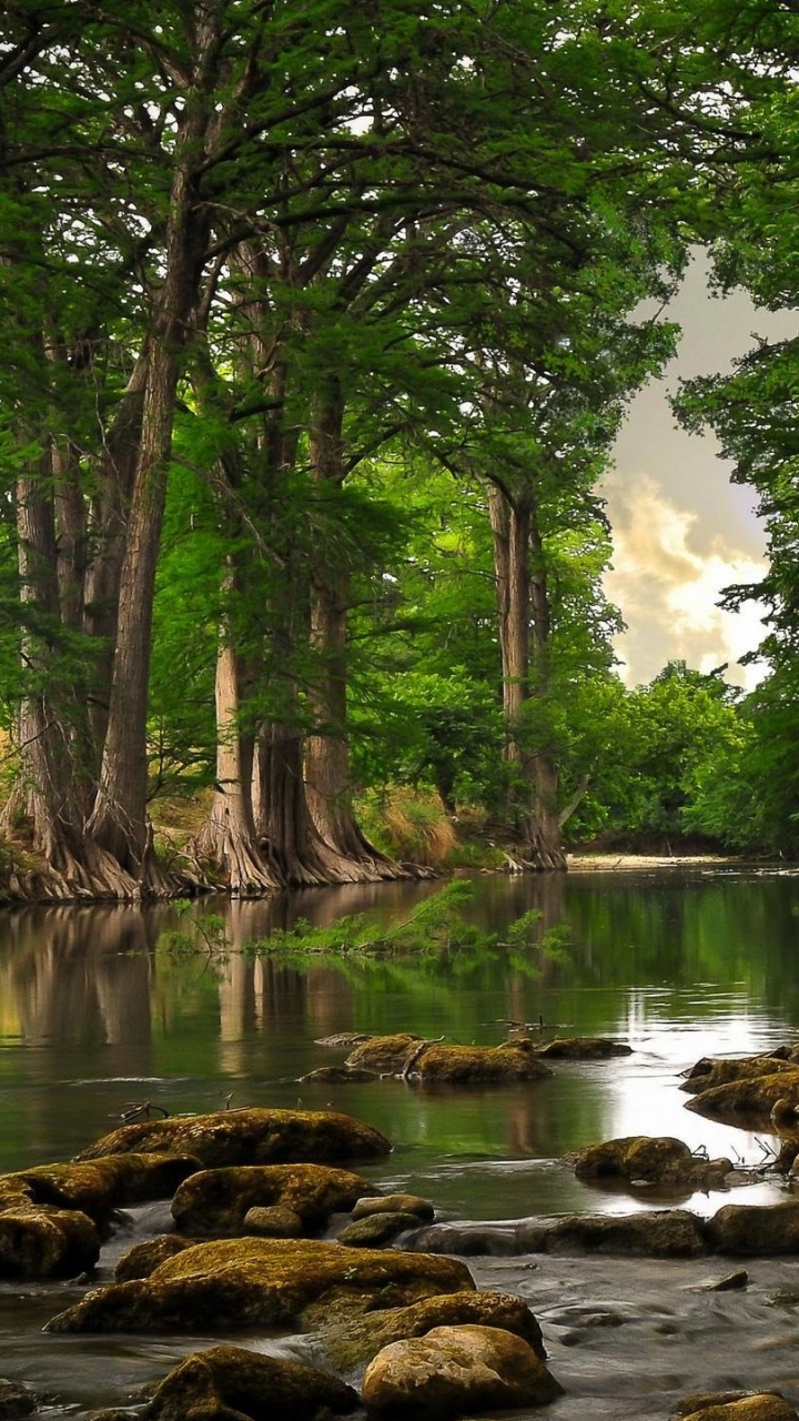 Обои деревья возле реки, реки, дерево, природа, водоем в разрешении 720x1280