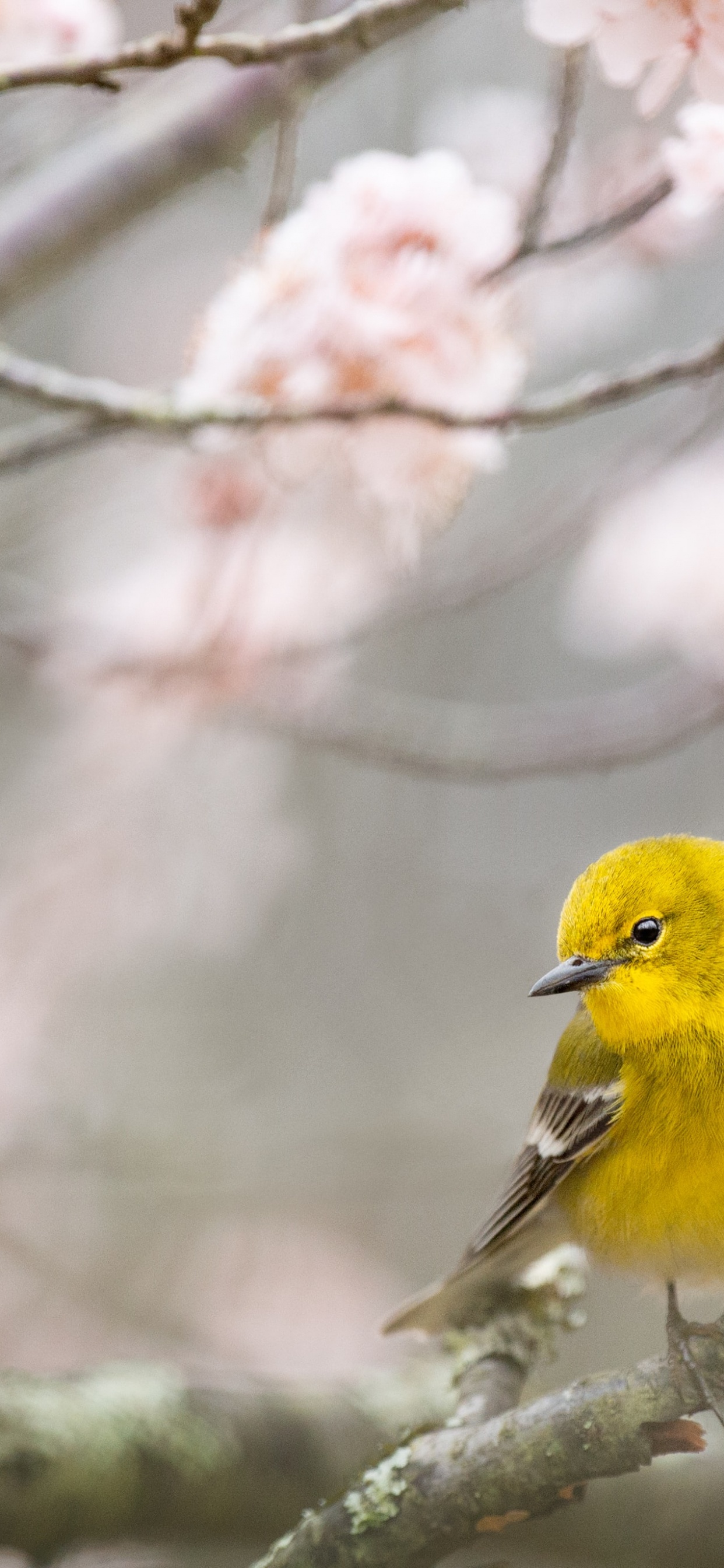 Обои весна, цветок, птица, ветвь, прут в разрешении 1242x2688