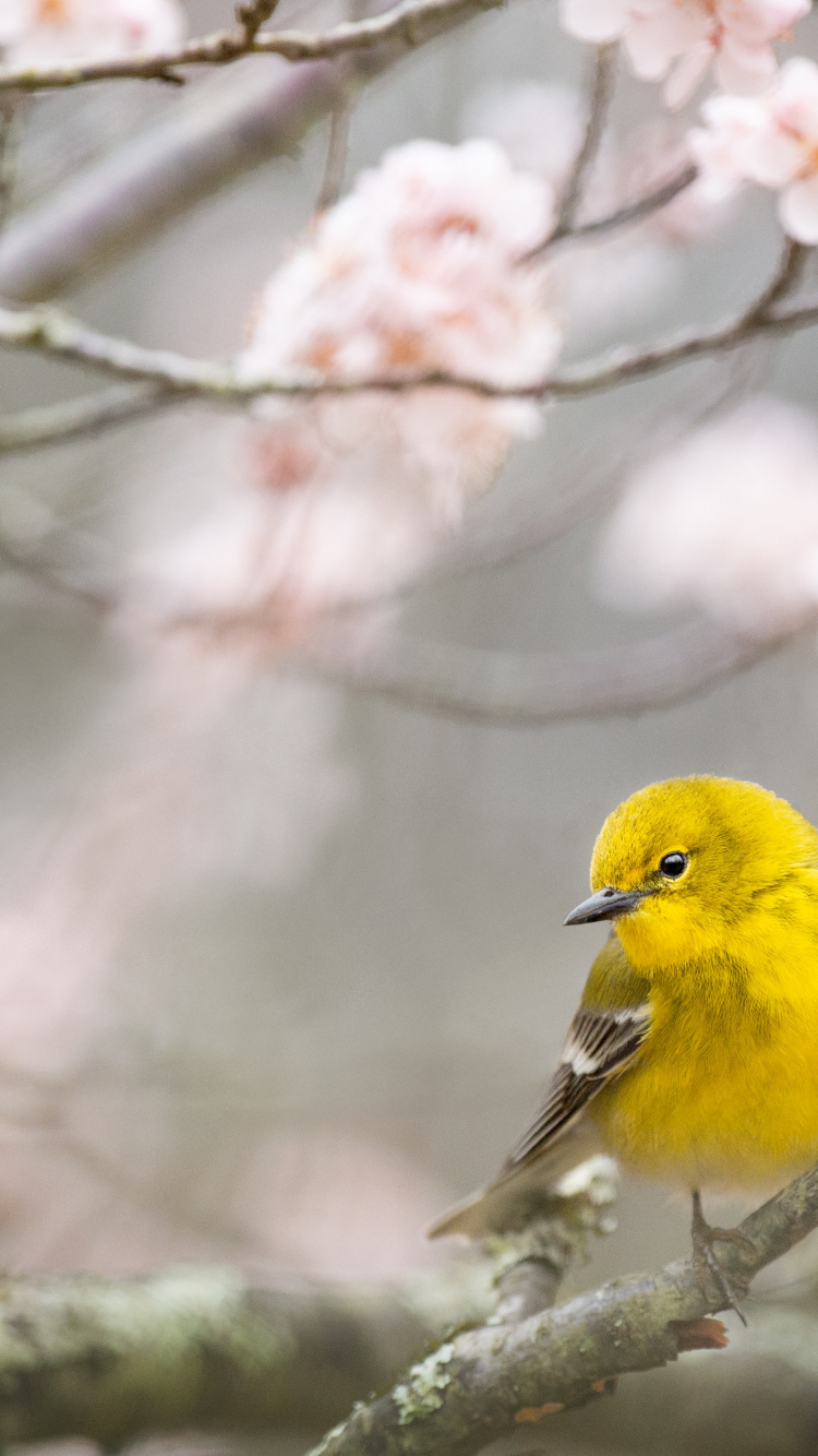 Обои весна, цветок, птица, ветвь, прут в разрешении 750x1334
