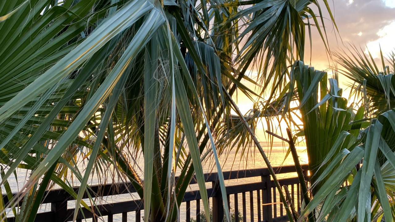 Обои растение, ботаники, наземное растение, растительность, дерево в разрешении 1280x720