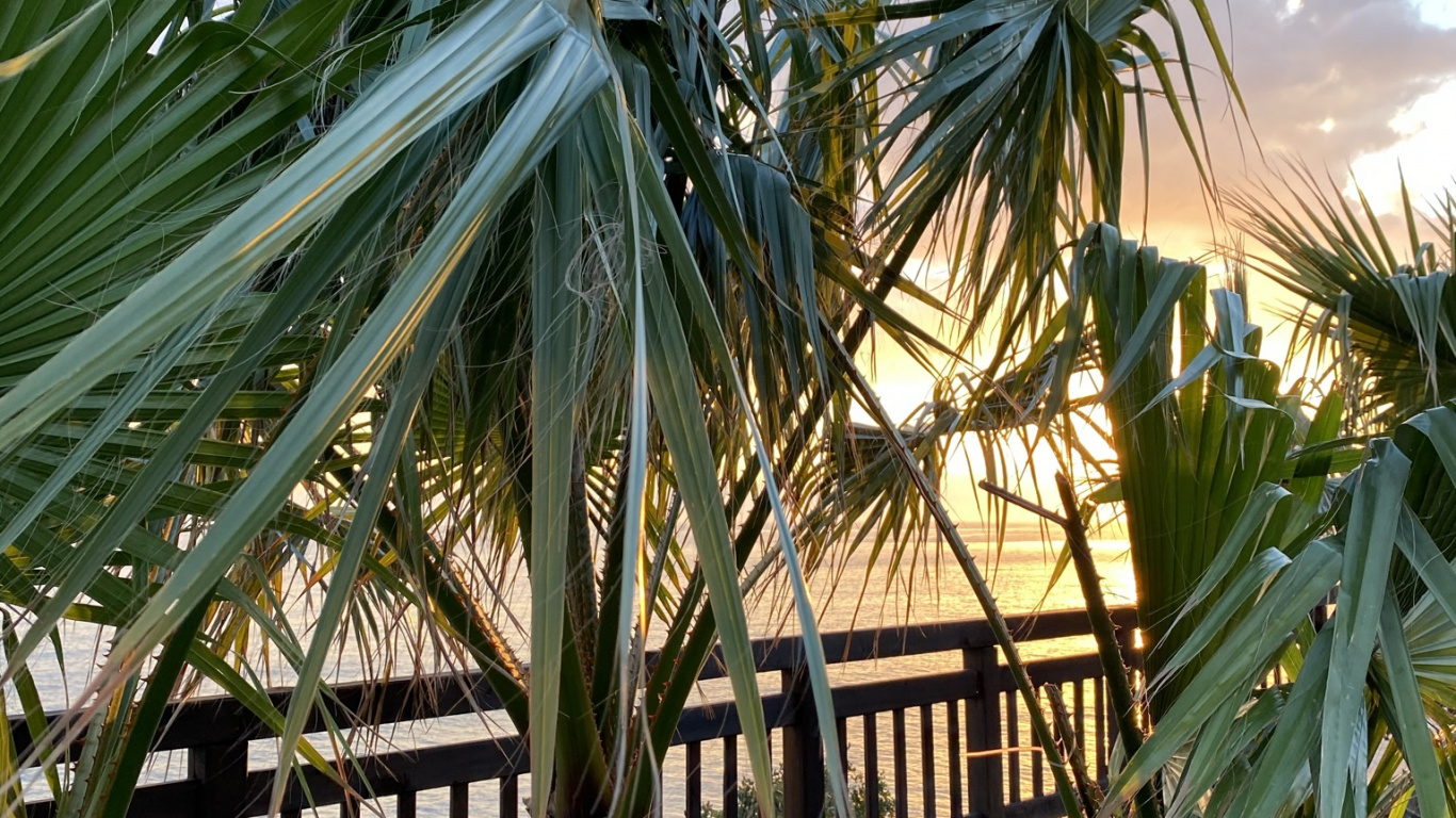 Обои растение, ботаники, наземное растение, растительность, дерево в разрешении 1366x768