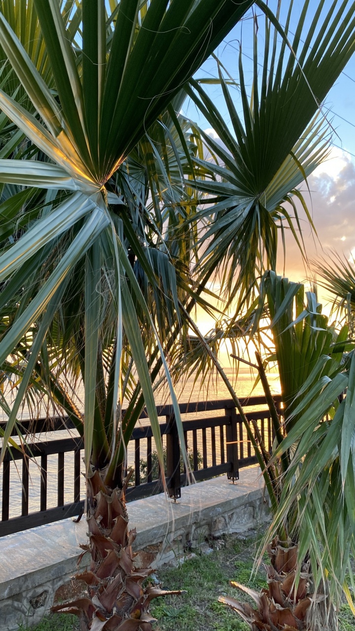 Обои растение, ботаники, наземное растение, растительность, дерево в разрешении 720x1280