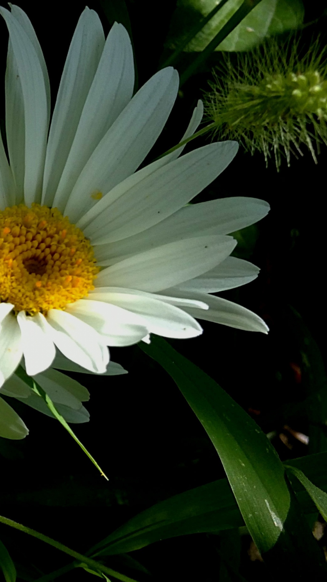 Обои общие Дейзи, oxeye Дейзи, цветковое растение, Маргаритка, лепесток в разрешении 1080x1920