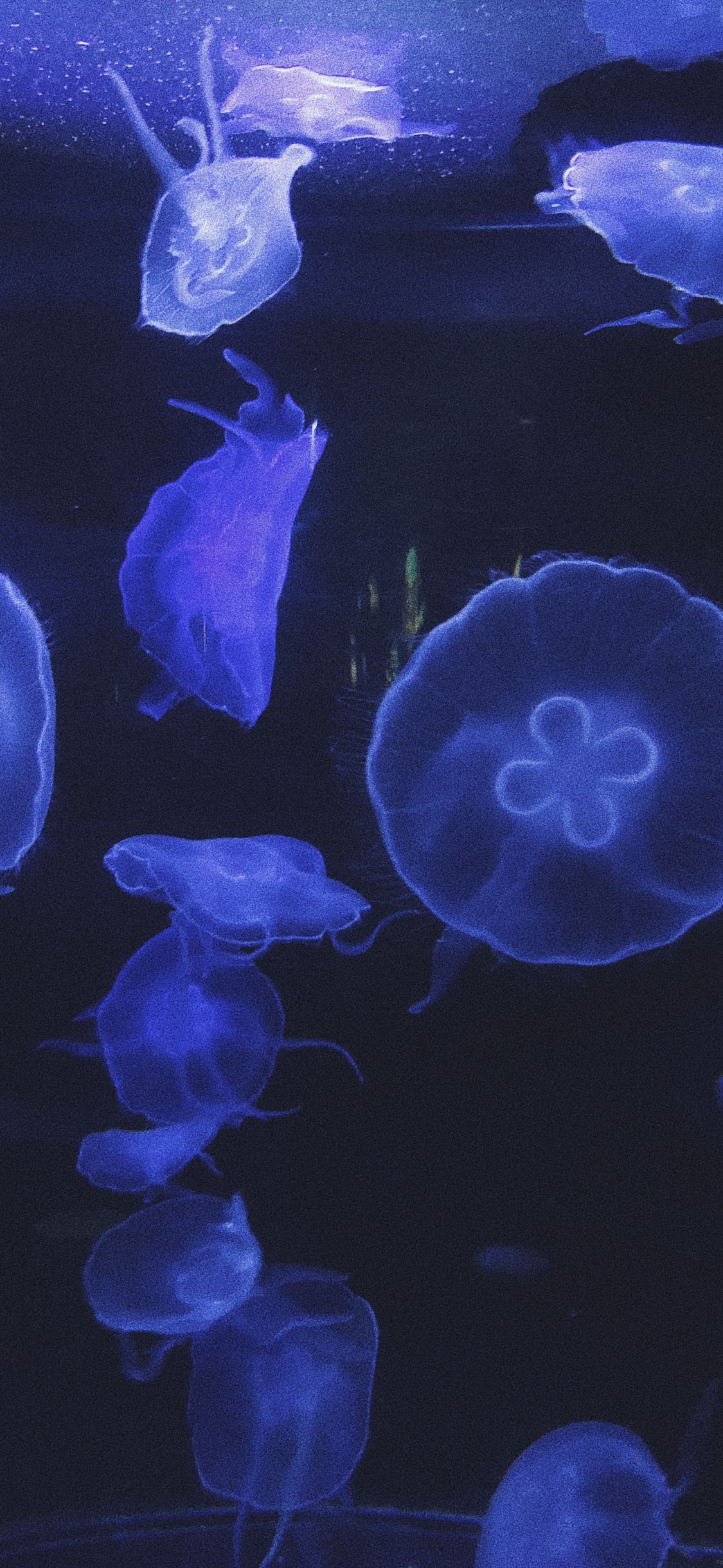 Обои Медуза, морская биология, беспозвоночных, морские беспозвоночные, синий в разрешении 1125x2436