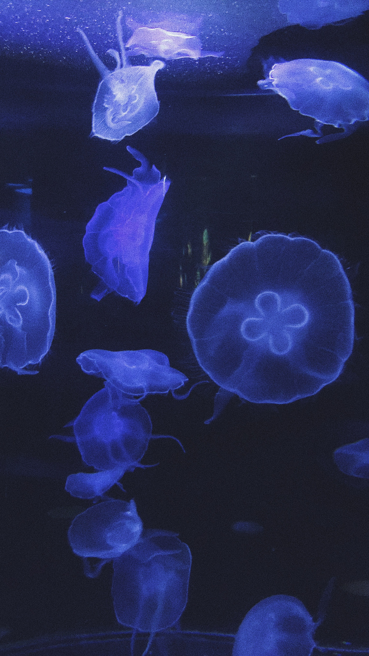 Обои Медуза, морская биология, беспозвоночных, морские беспозвоночные, синий в разрешении 750x1334