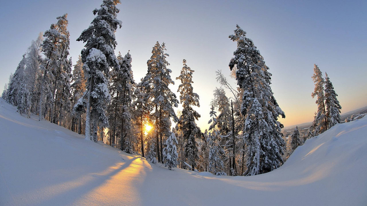 Обои снег, зима, дерево, природа, замораживание в разрешении 1280x720