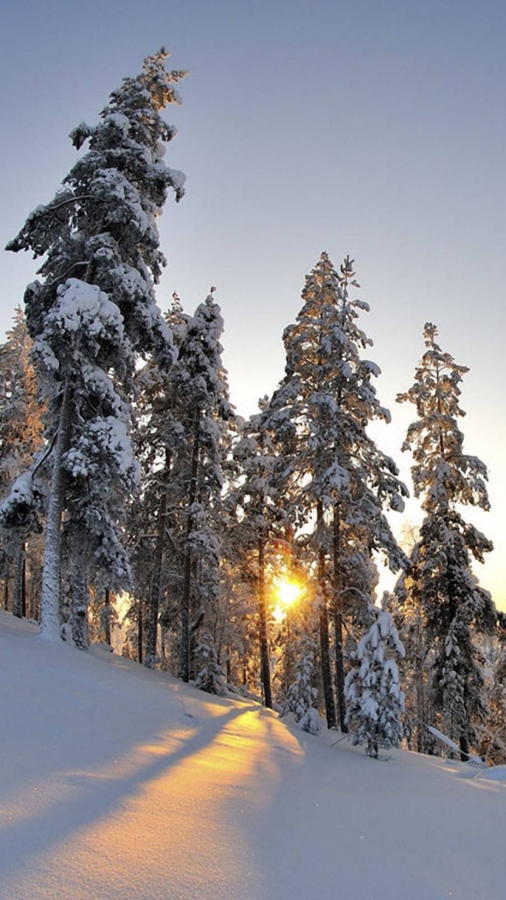 Обои снег, зима, дерево, природа, замораживание в разрешении 720x1280