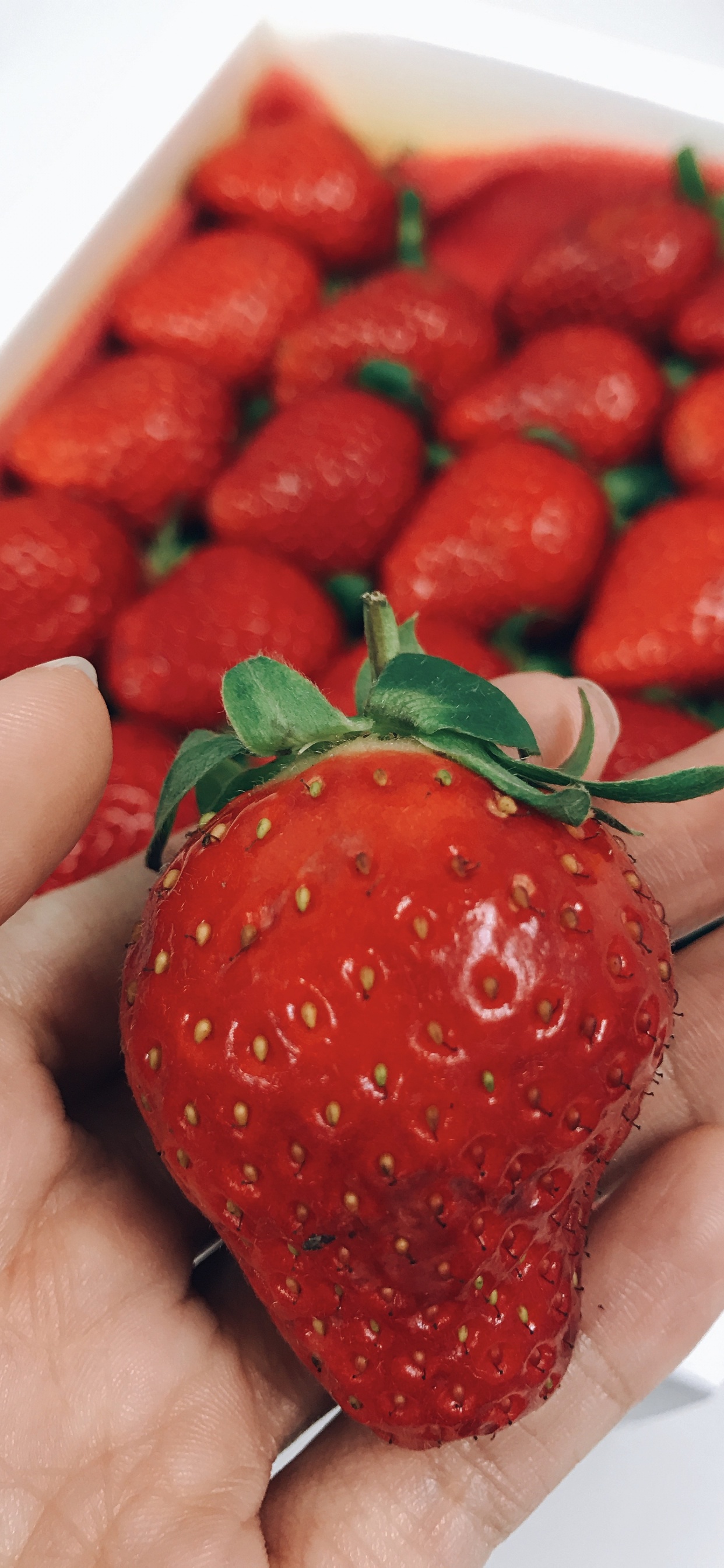 Обои клубника, фрукты, пища, природные продукты, растение в разрешении 1242x2688