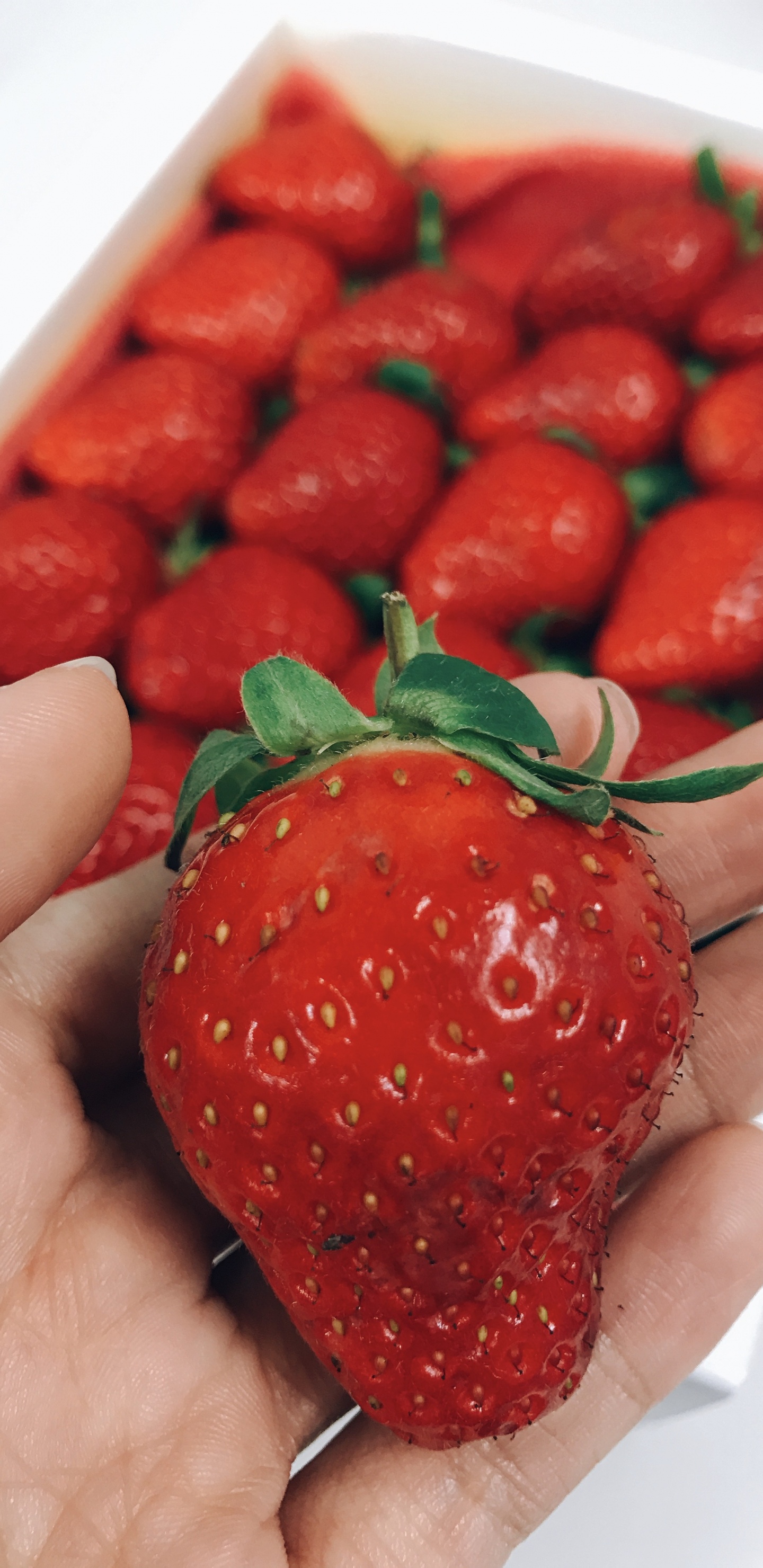 Обои клубника, фрукты, пища, природные продукты, растение в разрешении 1440x2960