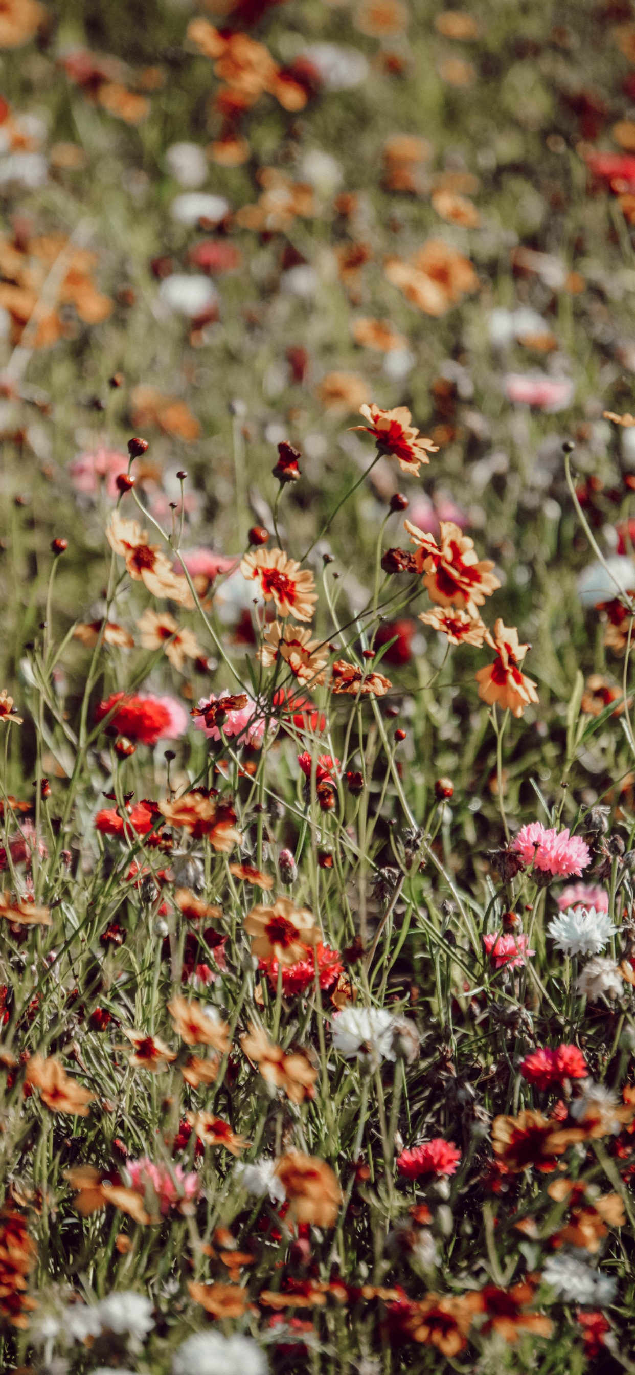 Обои цветок, растение, цветковое растение, полевой цветок, коклико в разрешении 1242x2688