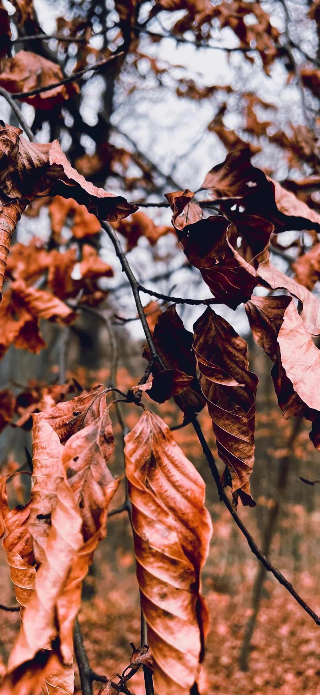 Обои дерево, Damaksnis, растение, прут, ветвь в разрешении 1125x2436