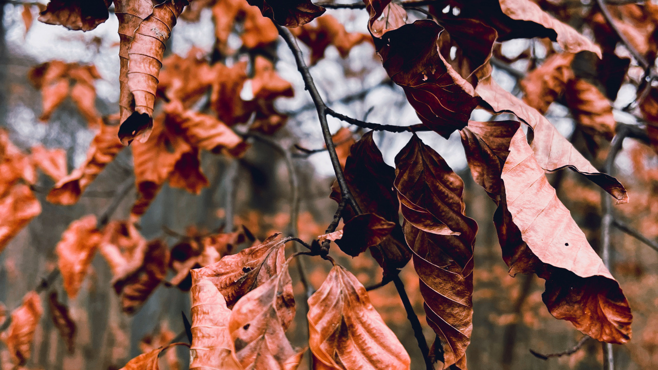 Обои дерево, Damaksnis, растение, прут, ветвь в разрешении 1280x720