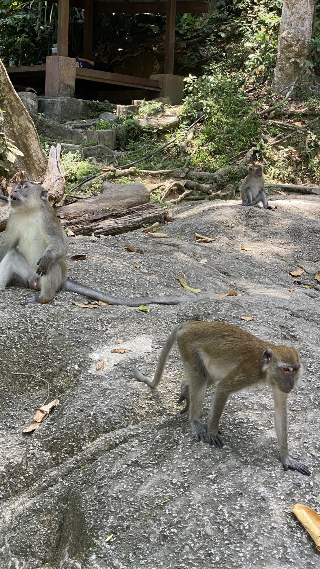 Обои примас, Старый мир обезьян, дневное время, наземные животные, морда в разрешении 1080x1920