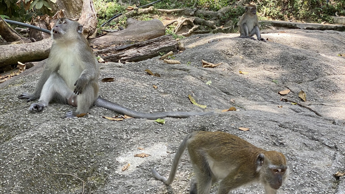 Обои примас, Старый мир обезьян, дневное время, наземные животные, морда в разрешении 1366x768