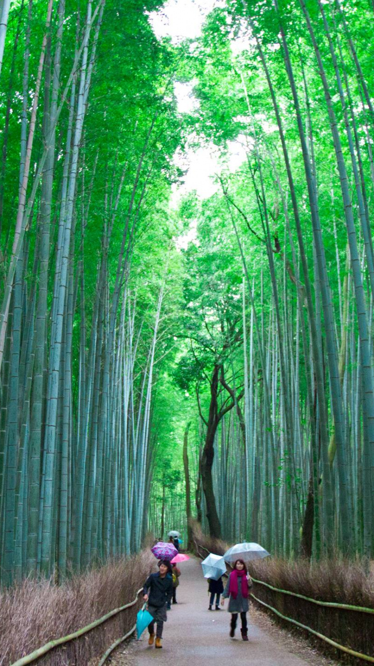 Обои бамбуковый лес, арасияма, достопримечательность, зеленый, природа в разрешении 750x1334