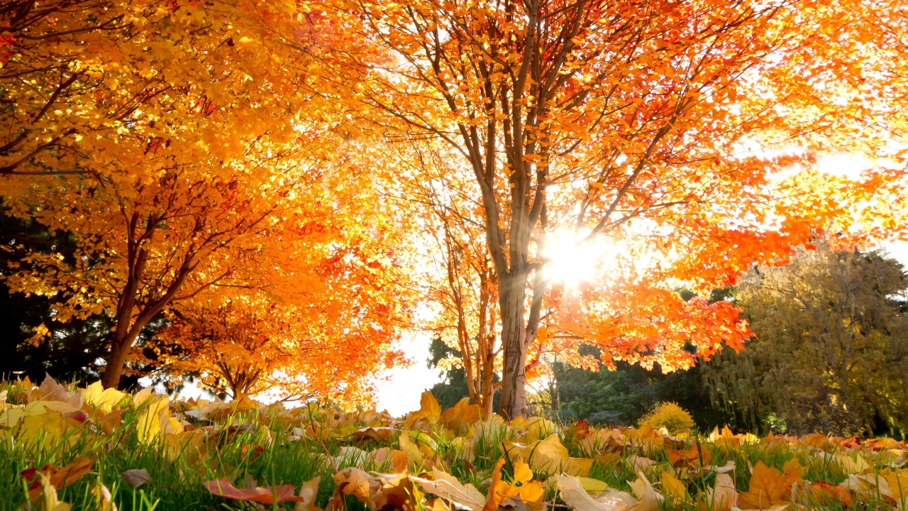 Обои осень, дерево, природа, лист, листопадные в разрешении 1280x720