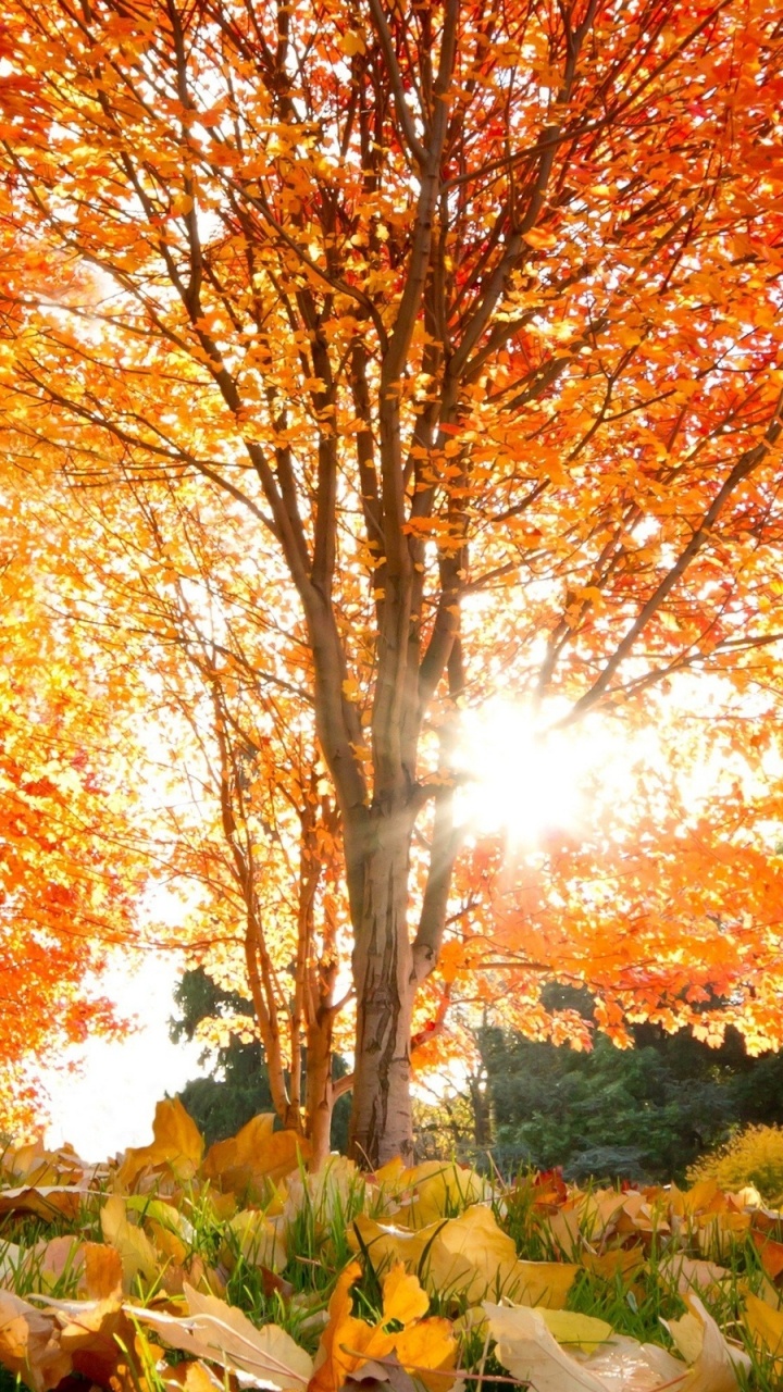 Обои осень, дерево, природа, лист, листопадные в разрешении 720x1280