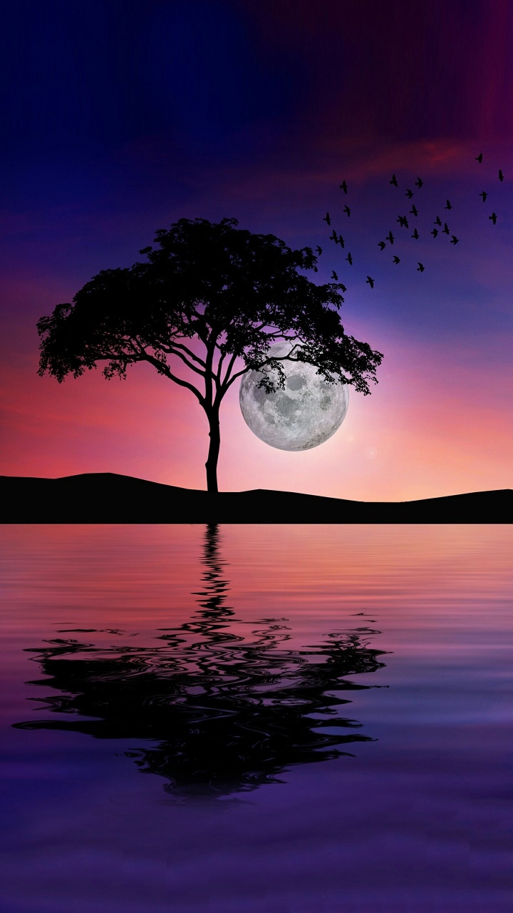 Обои вода, атмосфера, гидроресурсы, растение, послесвечение в разрешении 720x1280