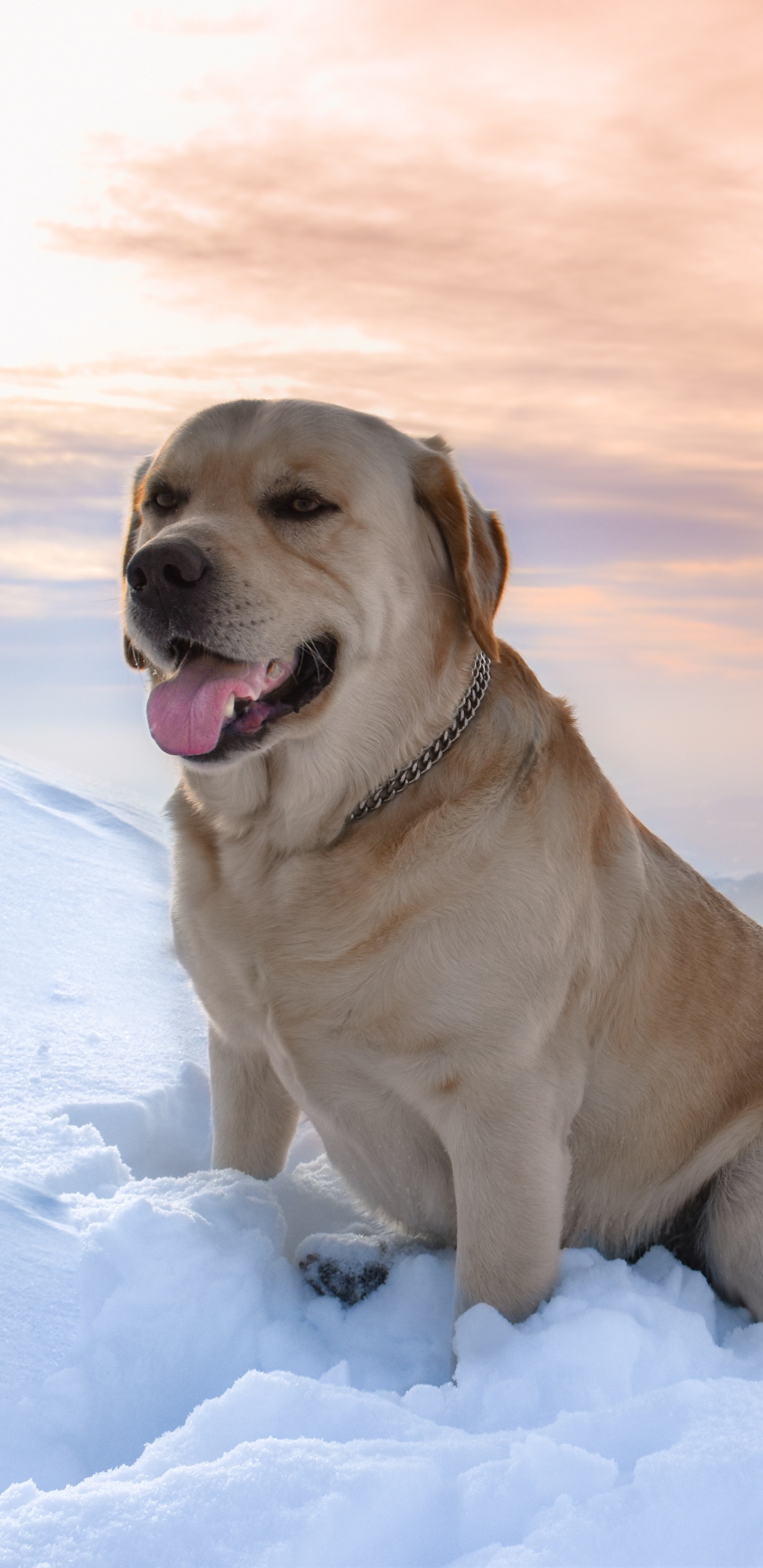 Обои лабрадор, пес, собака породы, Псовые, золотистый ретривер в разрешении 1440x2960