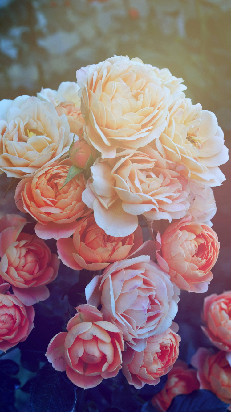 Обои Роза, цветок, растение, белые, лепесток в разрешении 750x1334