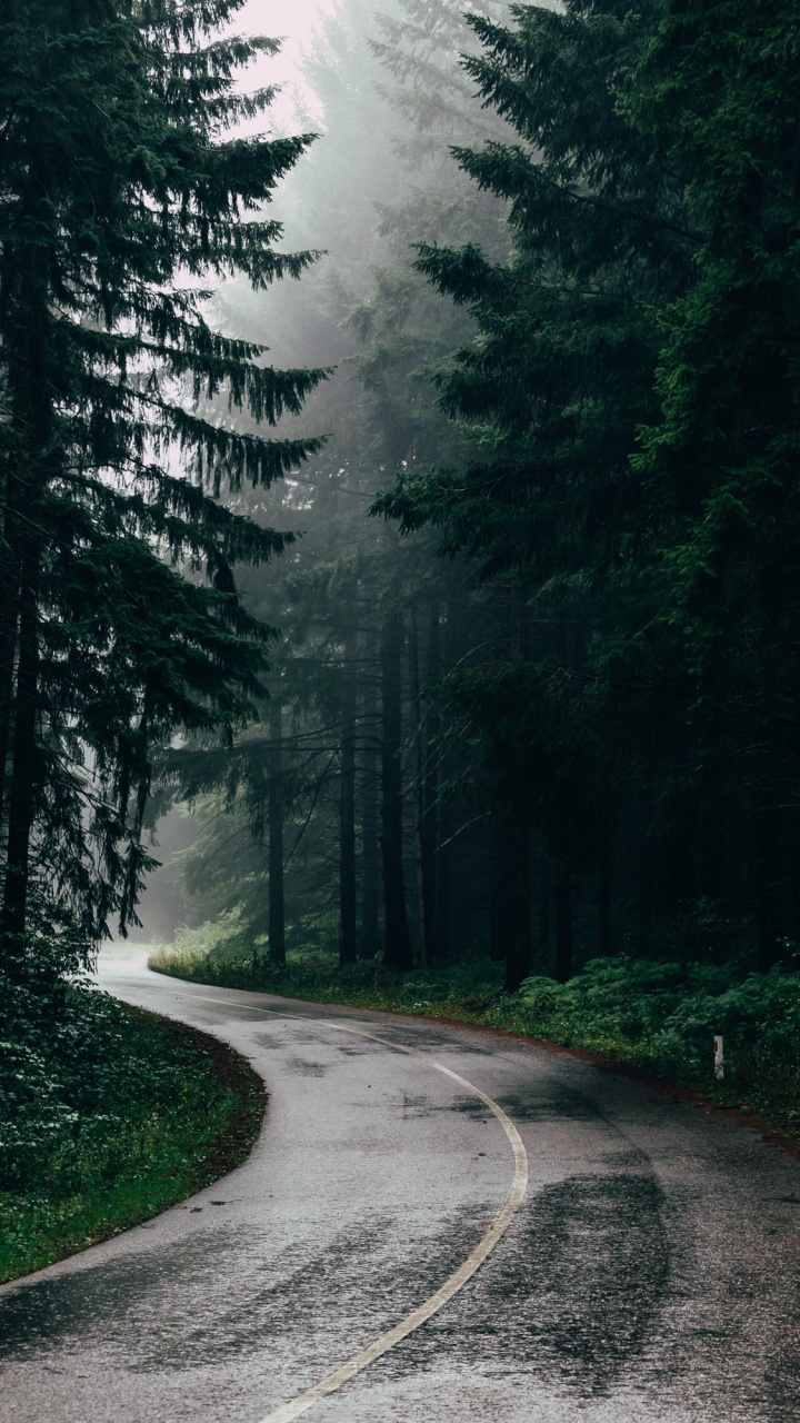 Обои растение, природа, природный ландшафт, дерево, древесина в разрешении 720x1280