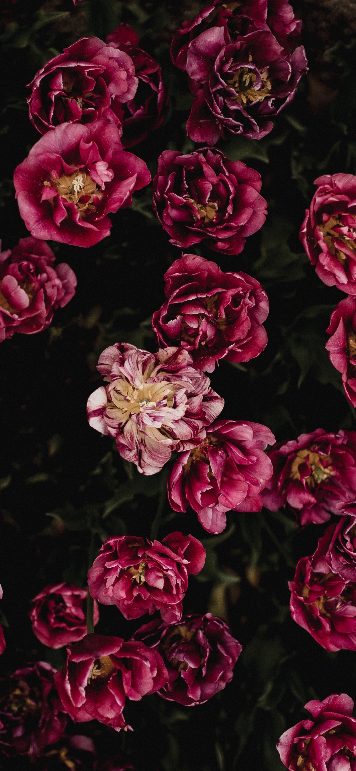 Обои цветок, дизайн, красный цвет, розовый, сад роз в разрешении 1242x2688