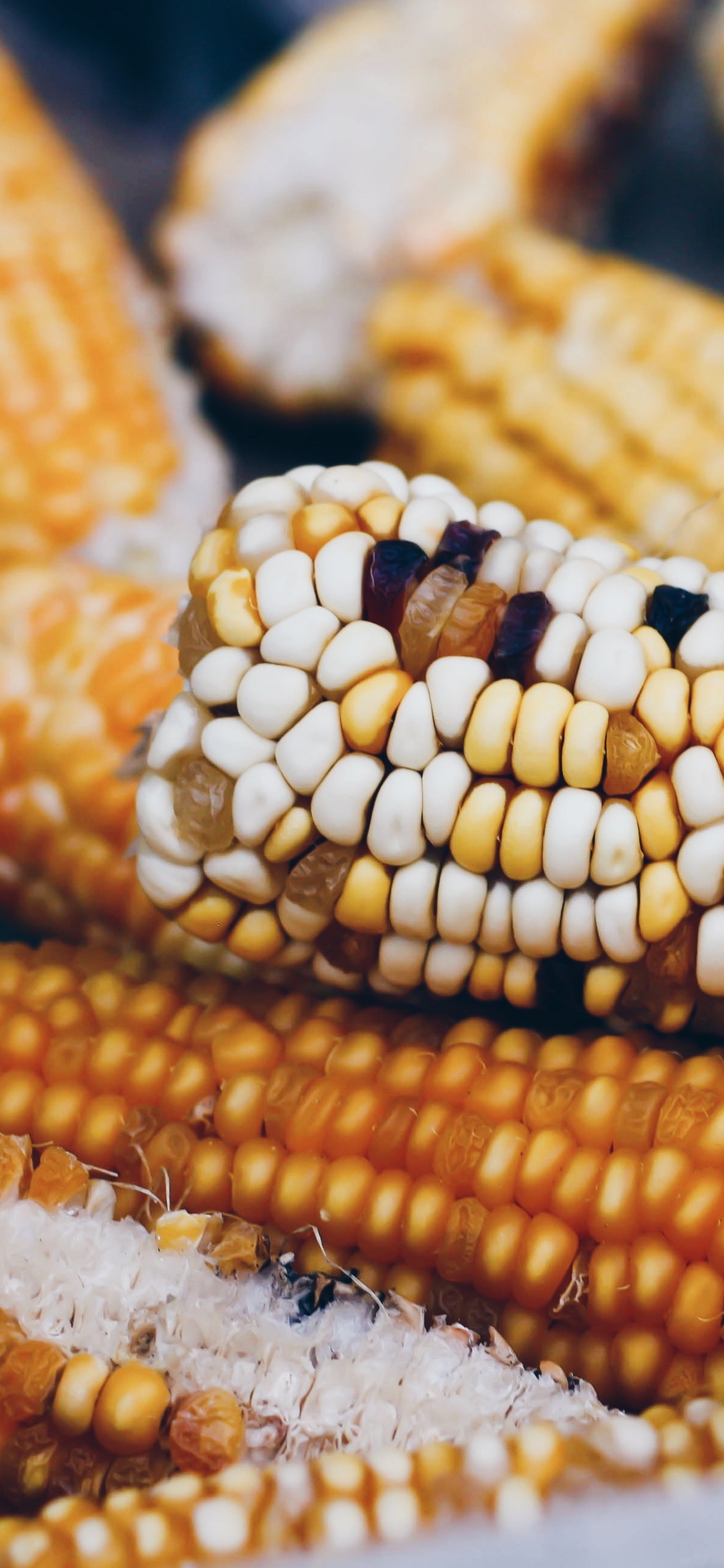 Обои кукурузные зерна, сахарная кукуруза, пища, кукуруза, вегетарианская пища в разрешении 1125x2436