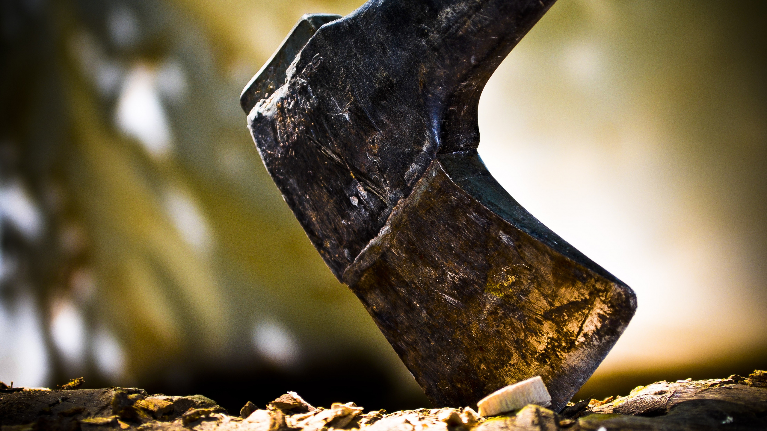 Обои топор, древесина, дерево, железо, растение в разрешении 2560x1440