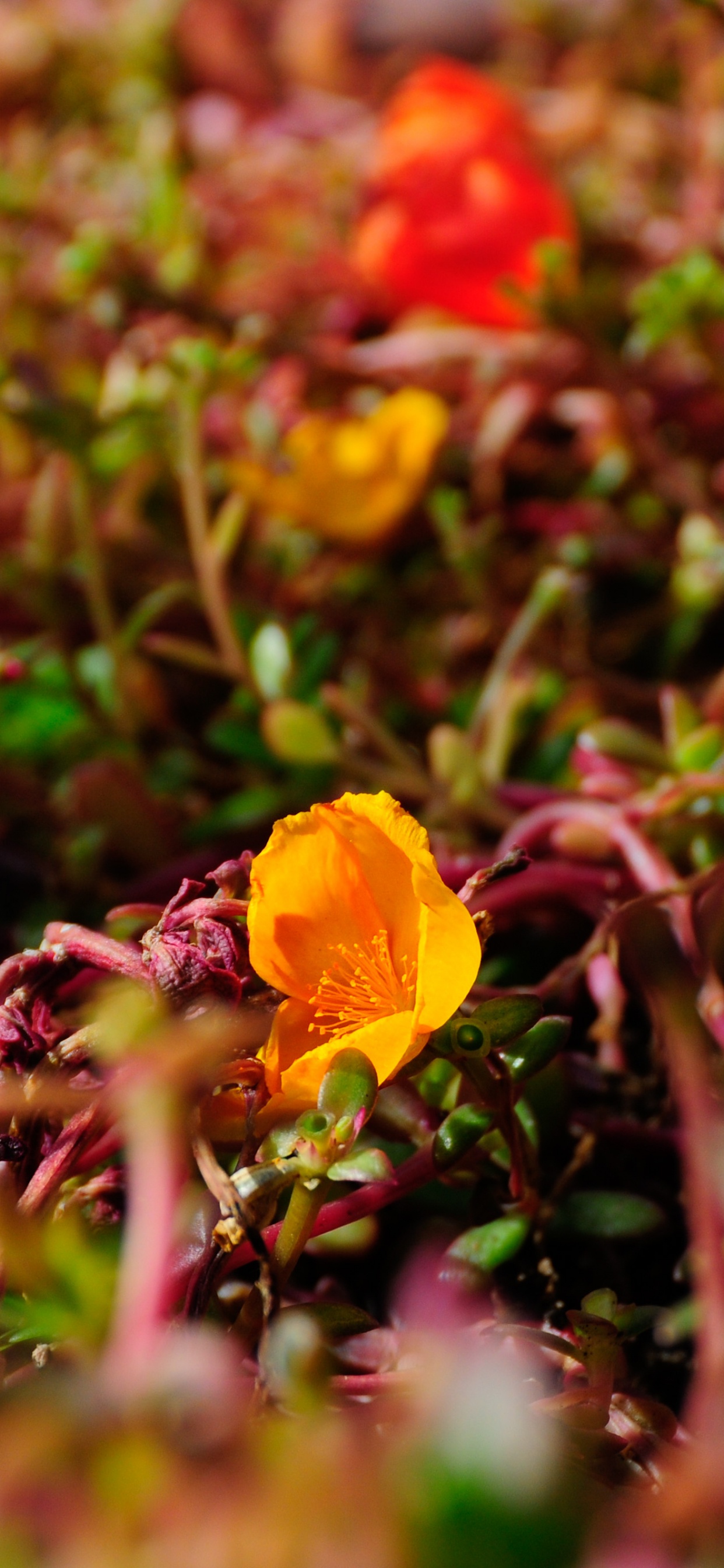 Обои лепесток, полевой цветок, Флора, растительность, почва в разрешении 1242x2688