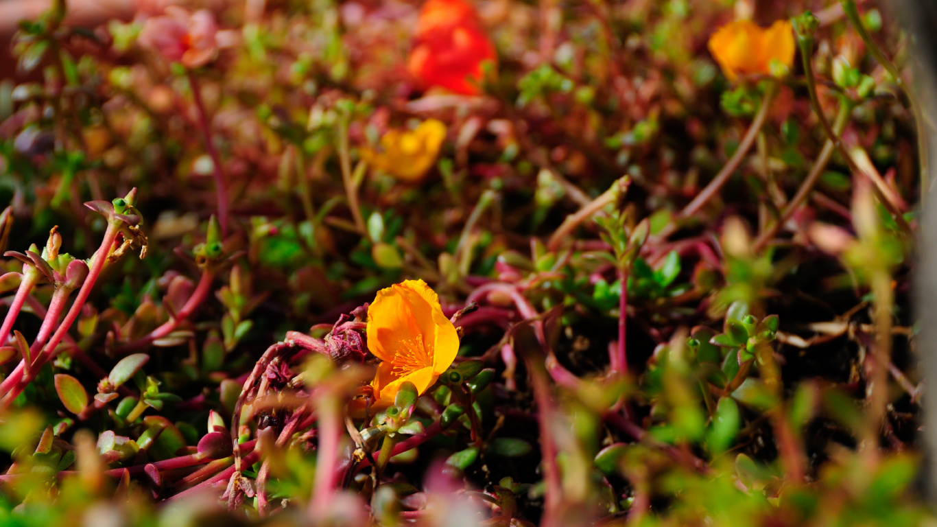 Обои лепесток, полевой цветок, Флора, растительность, почва в разрешении 1366x768