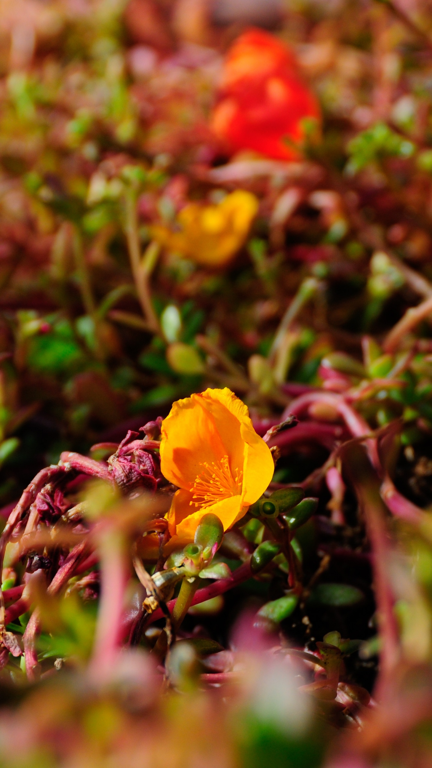 Обои лепесток, полевой цветок, Флора, растительность, почва в разрешении 1440x2560