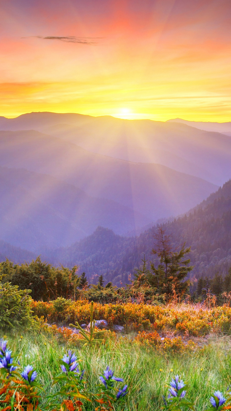 Обои гора, природа, восход солнца, дикая местность, полевой цветок в разрешении 750x1334