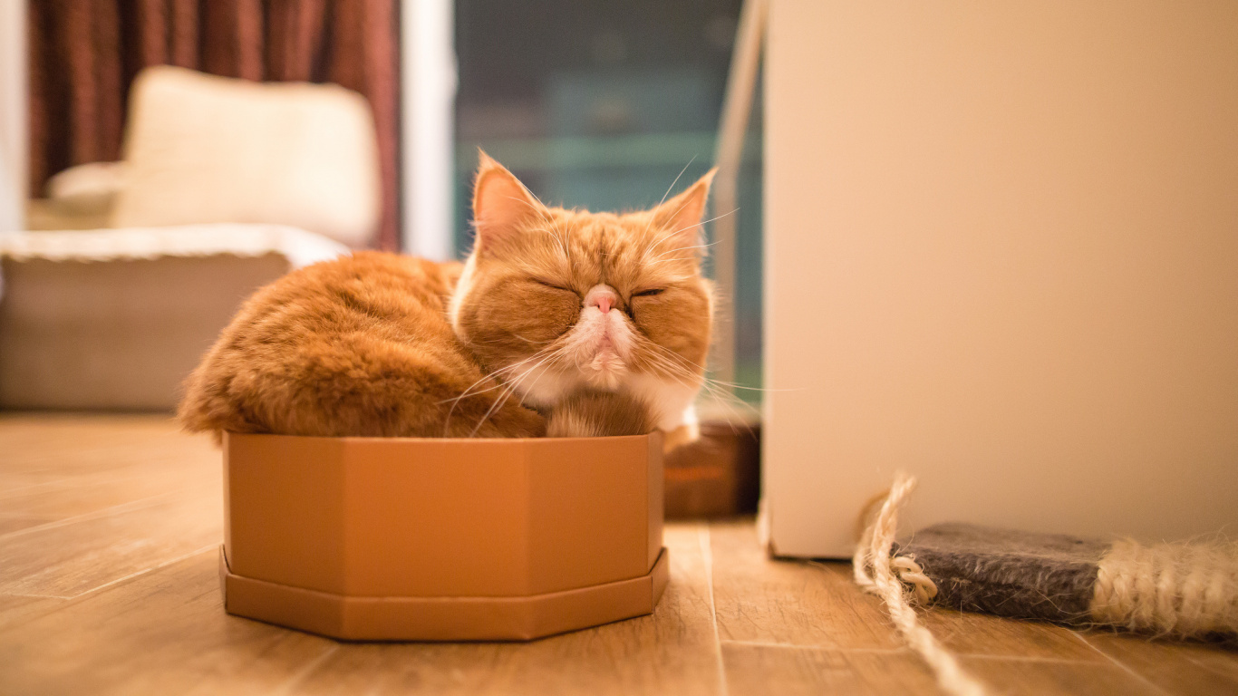 Обои котенок, кот, кошачьих, бакенбарды, усы в разрешении 1366x768