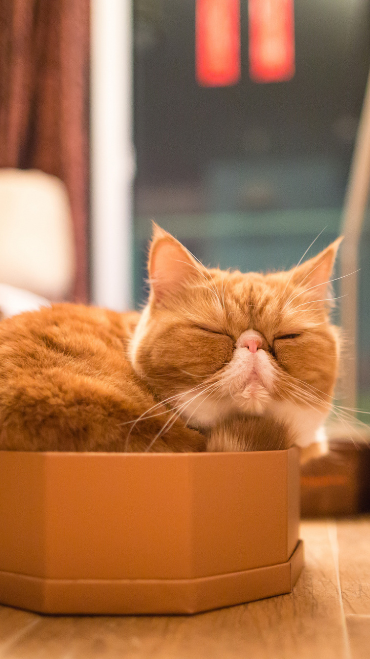 Обои котенок, кот, кошачьих, бакенбарды, усы в разрешении 750x1334