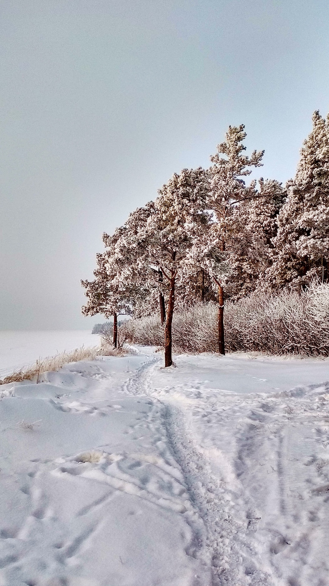 Обои снег, растение, природный ландшафт, ветвь, прут в разрешении 1080x1920