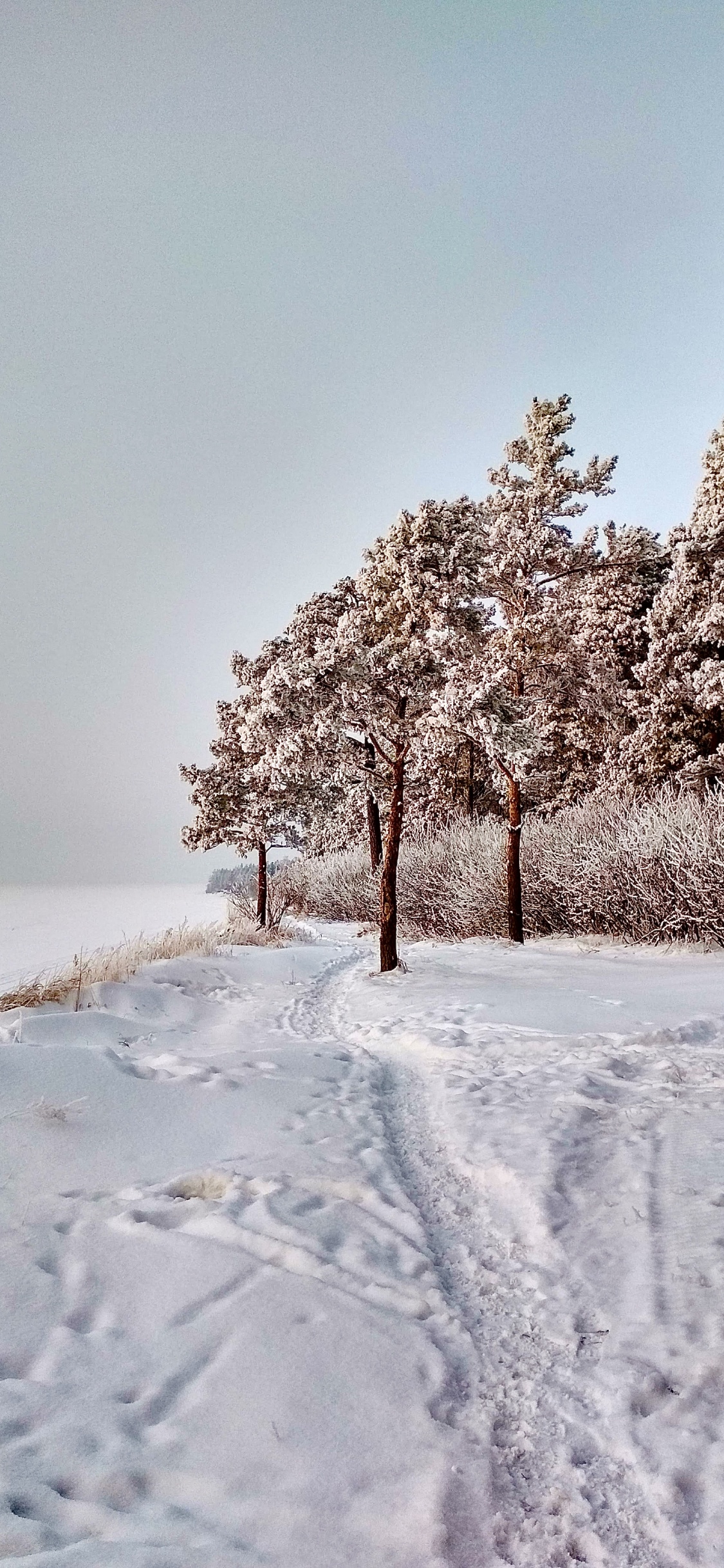 Обои снег, растение, природный ландшафт, ветвь, прут в разрешении 1125x2436