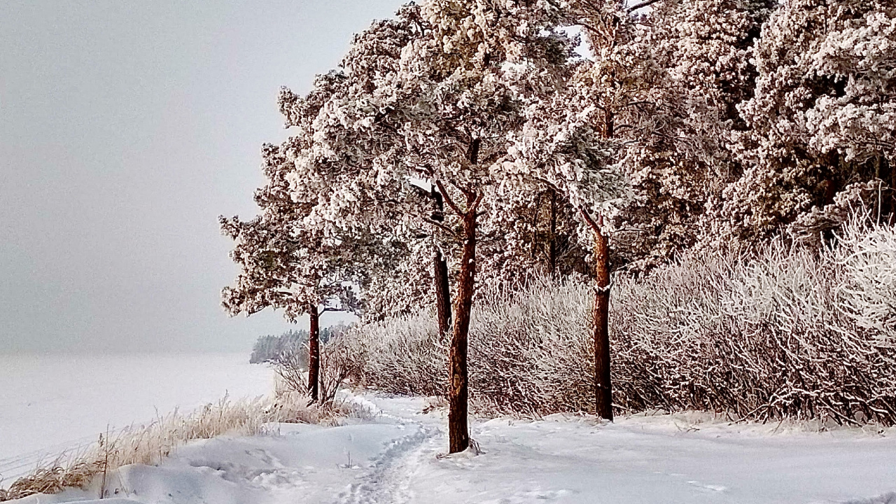 Обои снег, растение, природный ландшафт, ветвь, прут в разрешении 1280x720