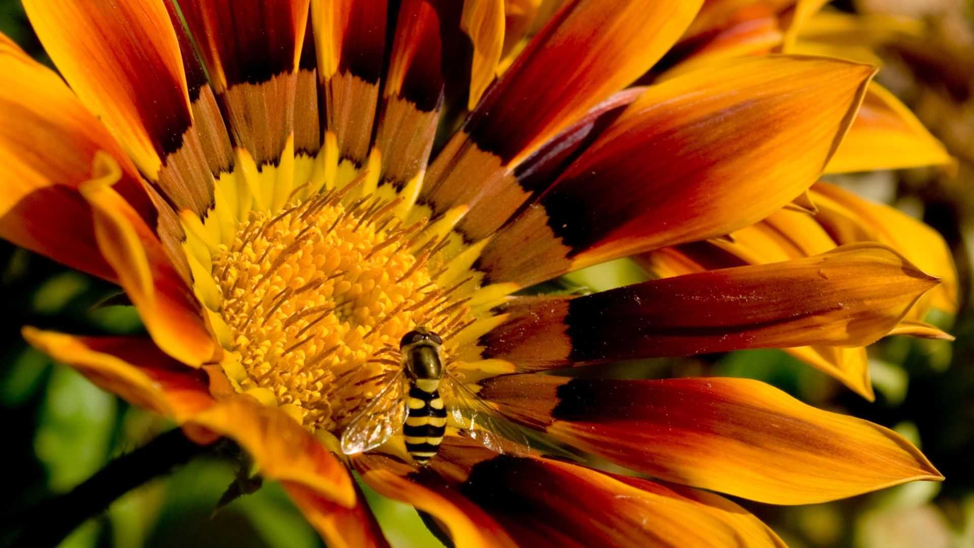 Обои насекомое, опыление, цветковое растение, растение, лепесток в разрешении 1920x1080